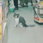 Cats [Hong Kong i]